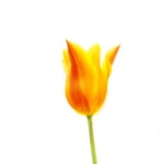 Knowing that I am set for the defense of the gospel.
For I am not ashamed of the gospel: for it is the power of God unt...