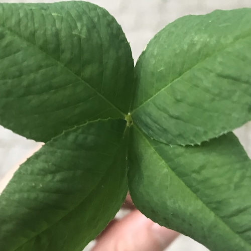 识真假 辨善恶 愛家人