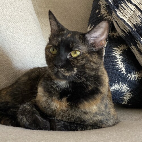 Visit CatLadyLiberty's profile on GETTR. View their posts, photos, videos, and connect with them on the social platform.