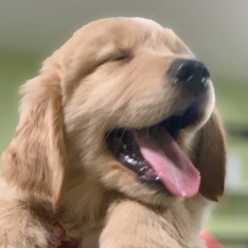 Patriot, TRUMP WON! & is our true PRESIDENT!!! “Demonrats”: Obama, Biden, Pelosi, Schumer are waging war against US! Aut...