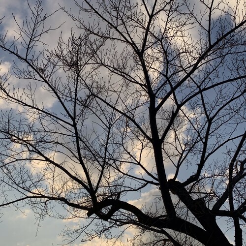 頑張りましょう