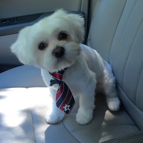 A tiny dog that tells it like he sees it.