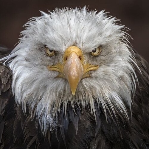 🦅 American Patriot 🇺🇸 Proud Conservative 🐘 Metal Fanatic 🥁 America First 🙏🏻✝️