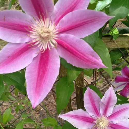 America 1st, freedom loving patriot, who follows common sense like Donald J Trump , God Blessed Ameica with Freedom, we ...