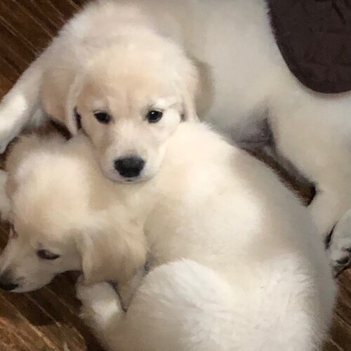 I love my God, Family, Country and my Guns.