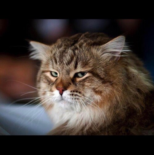 un handicapé à temps plein qui sait qu’il n’y a pas de pandémie a 0,07% de taux de mortalité sur la terre.