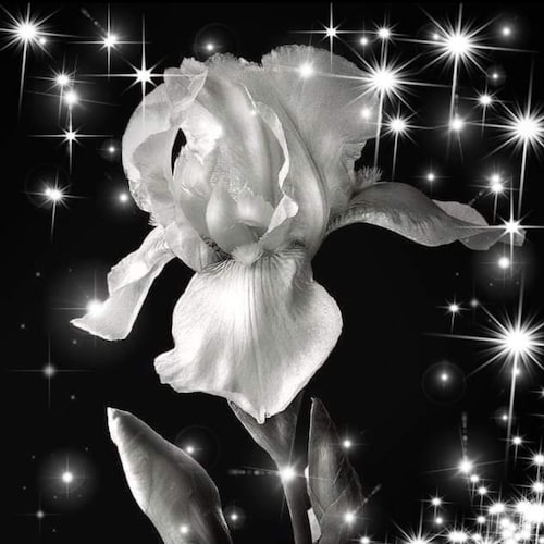 MAGA Conservative 🇺🇲 Mom/Grandma💞 Independent Woman💪Raised w/God, Guns & Country! Horse🐎Mom  💥English please💥Trum...