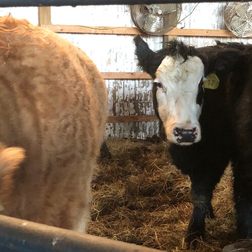 Pronouns: don’t/care
gender: unicorn
race: horse