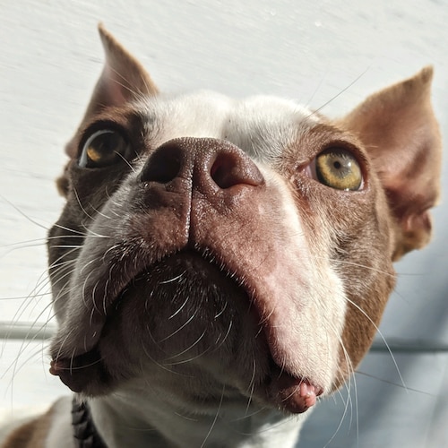 I'm an idiotic retahd