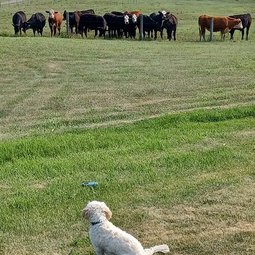 eccentric, fun, worried,  Trump lover, Canadian. Stock day trader, blackbelt (twice), Friendly, stopthesteal!, musician.