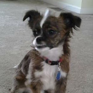 Retired conservative mom that loves we have President Trump back and he's tearing Democrats a new 💩hole