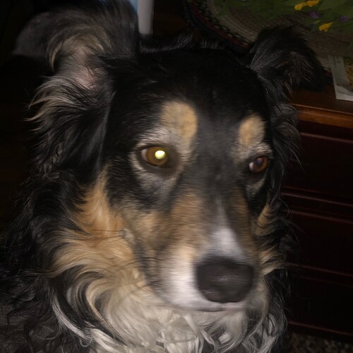 Christian, Mother, conservative, business owner…Trump supporter