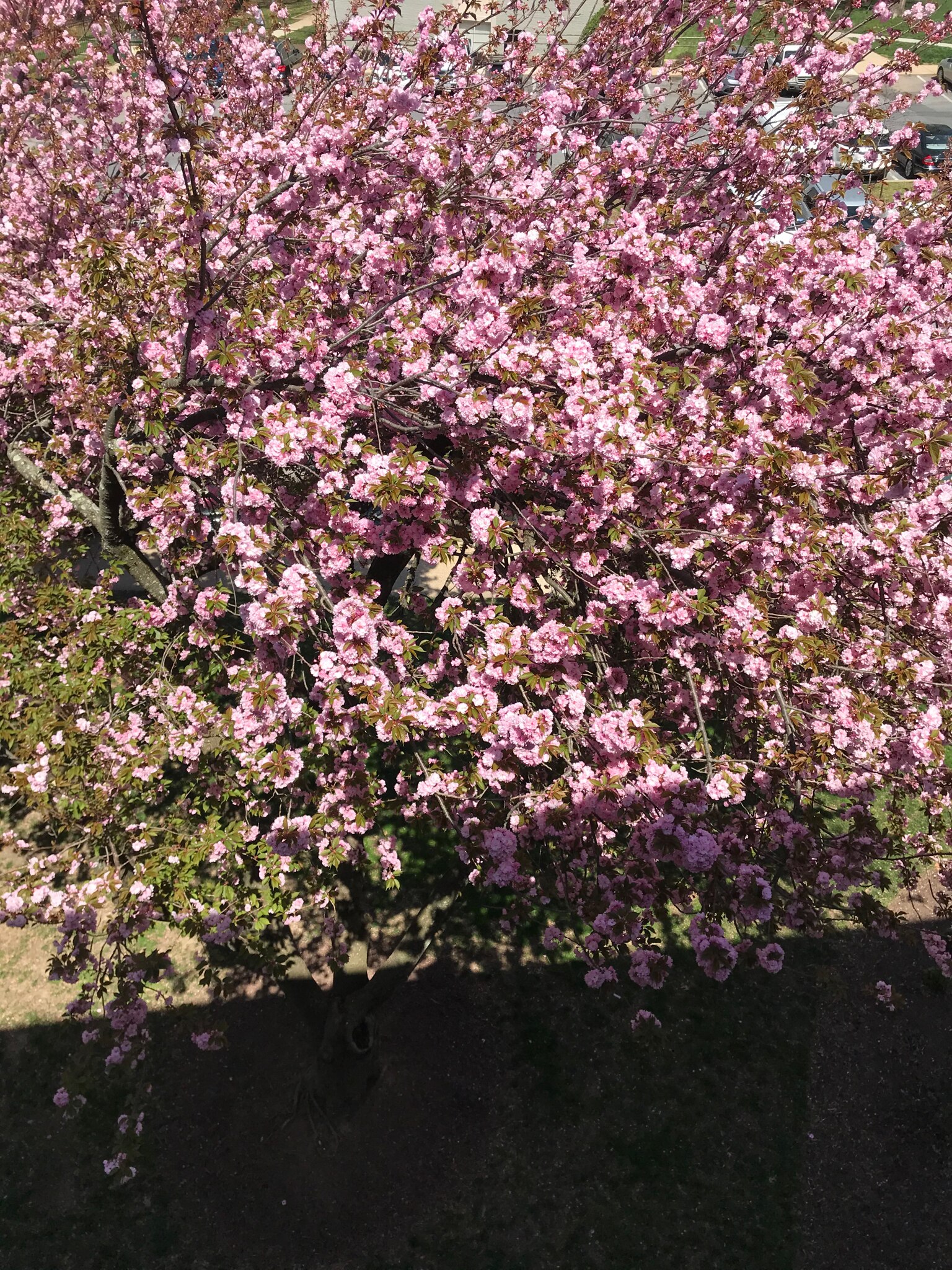 Looks like spring has sprung. Overlooking my balcony. ✌️ 

