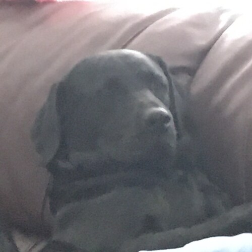 🇺🇸 
#WeThePeople
#MAGA
https://childrenshealthdefense.org/