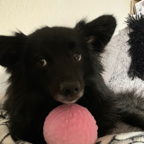 🍊🍊Stardew Valley *Resident Evil *Zelda*Japan Spitz*Vinyl Liebhaberin * Pumkins *jdays *Midge Ure *Musikautist*DIY🍊🍊