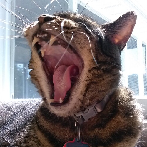 Chief Petty Officer, U.S Navy (retired)