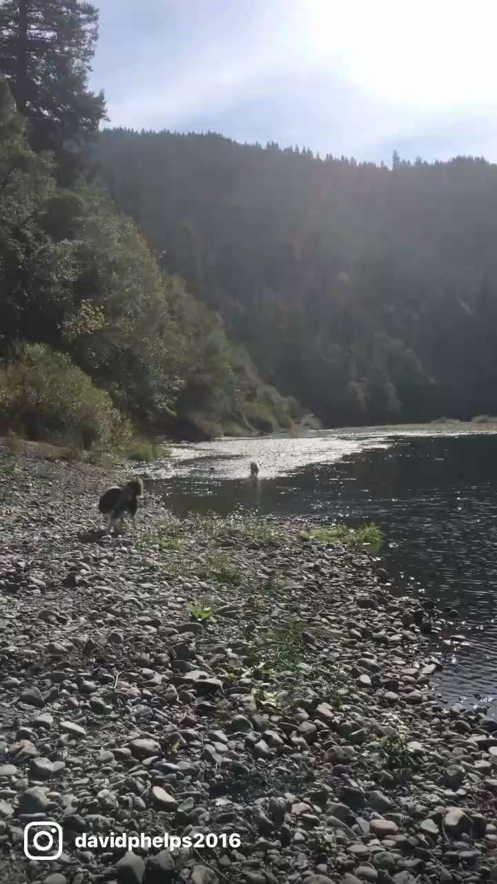 Dexter and Lacey heading to the polls…