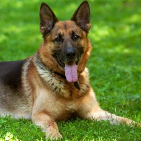 Love God, family and my country. Flag of United States #MAGA  German Shepherds. Protecting "ALL" animal life  Trump is m...