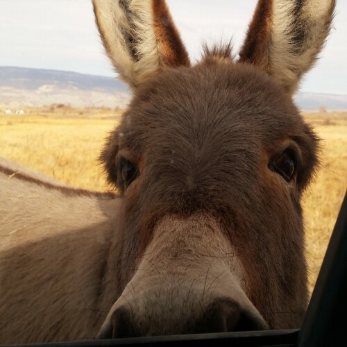 Eclectic farm mainly sheep,  cackling chickens, friendly geese, a pair of burros and fields of grass