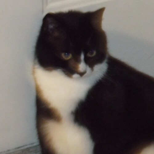 I'm a Christian. Patriotic American. BBN(Bible Broadcasting Network) Radio listener. New Hampshire native. Family geneal...