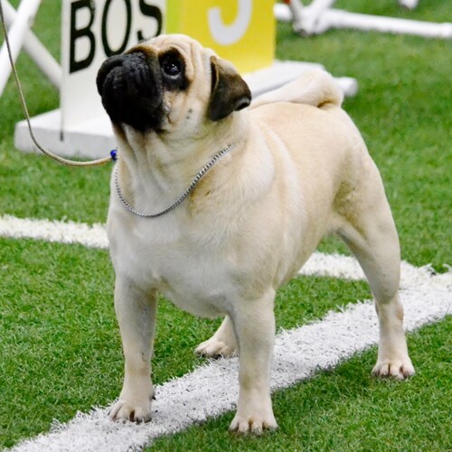 Pug Lover