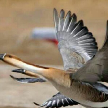 Visit ruimu's profile on GETTR. View their posts, photos, videos, and connect with them on the social platform.