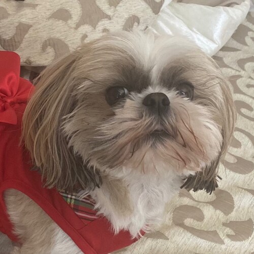 ❤️Trump won - MAGA girl - #FJB - Patriot - America First - Trump 2024 - Red wine 🍷