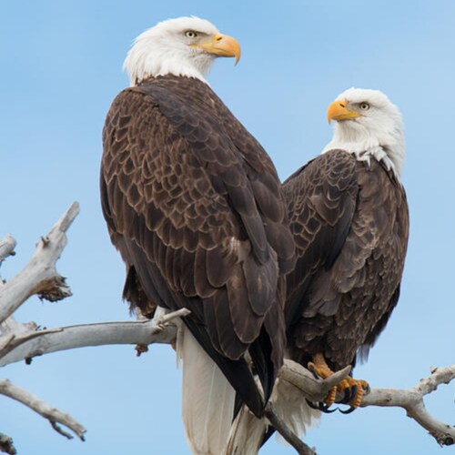 Visit TRUMPKATFOREVER's profile on GETTR. View their posts, photos, videos, and connect with them on the social platform.