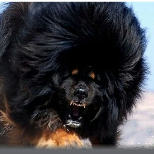 GETTRでWelshborn0120のプロフィールをご覧ください。投稿、写真、動画を見て、ソーシャルプラットフォームでつながりましょう。