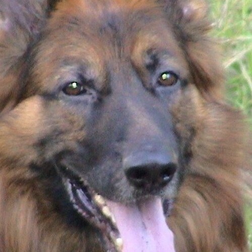 #GermanShepherds #LasVegasRaiders #Yankees #FuckTwitter #SuperMAGA #FJB #FJT

In The Land Of The Blind The One Eyed Ma...