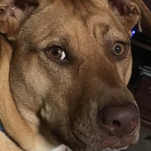 Proud to be an American