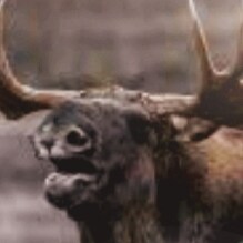 -One Big Bad MFen Moose...Merica🇺🇸. - Smashing through the Forest of Bullshyt. - New to Gettr & loving it. Laughter is...