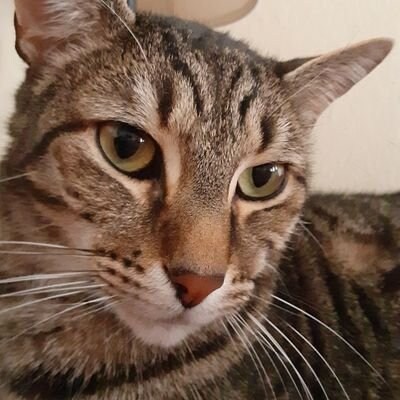 Just a Patriotic Mixed American Household Cat enjoying their freedom of speech!