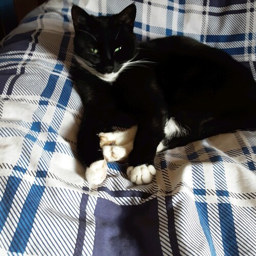 Love Cats and Tottenham Hotspur 🇬🇧