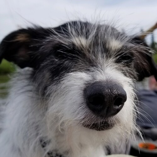 Electric universe proponent, Tiger with a tail and friend of the Truth.