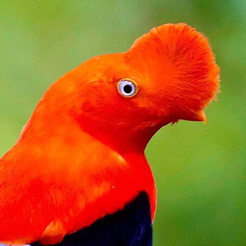 From an Island. i Love the USA.  Latino.