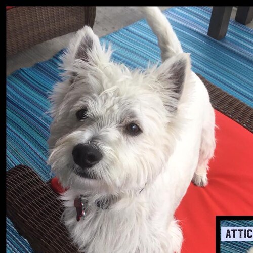 Avid conservative and pro free speech! I am against Socialism and all those that seek to destroy this great nation!