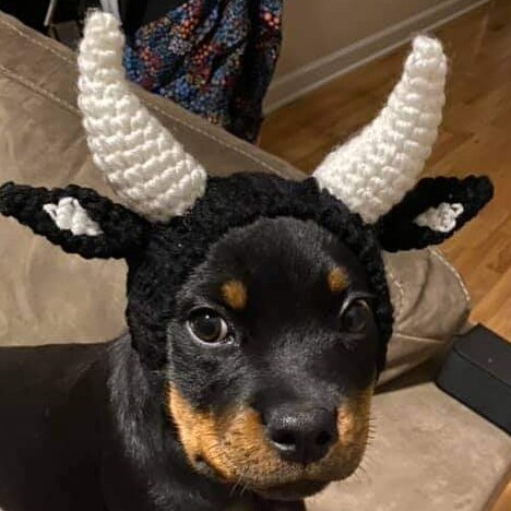 Mess with the bull, you get the horns!