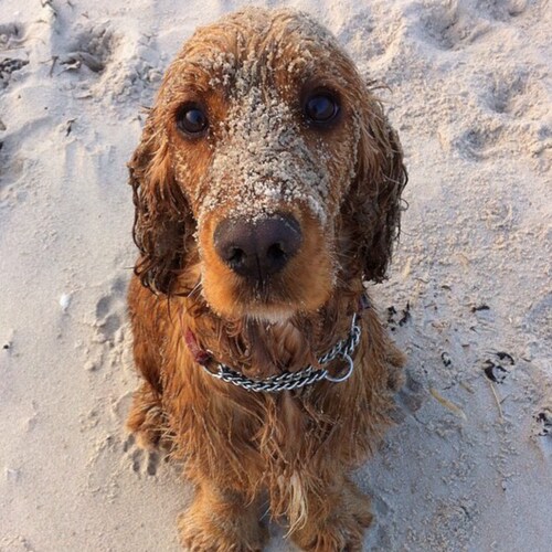 Scottish dude saying daft stuff