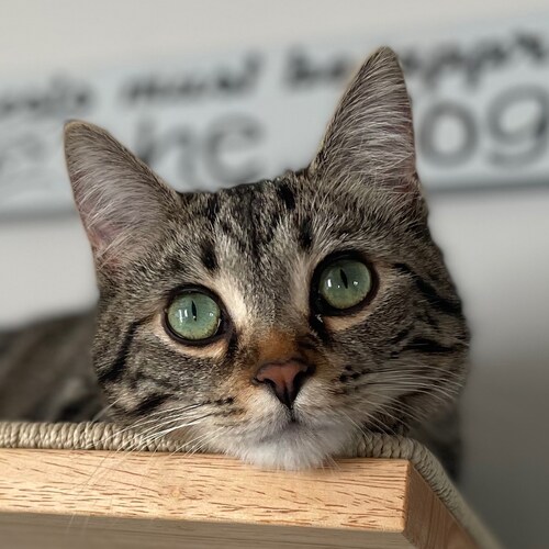 Birthplace: Earth 🌎
Race: Human 😻
Politics: Freedom 🇺🇸
Religion : Love💜