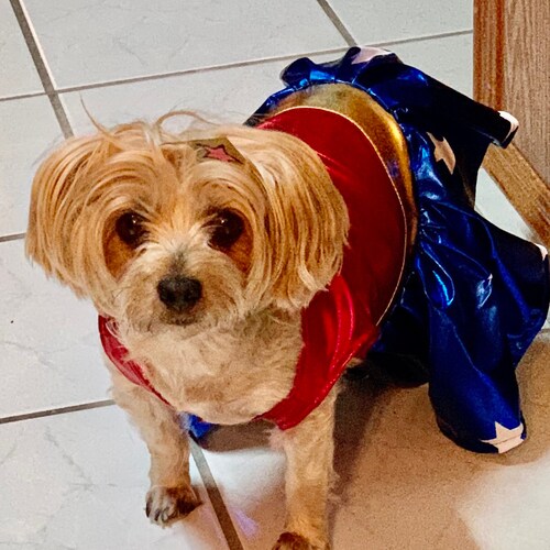 Husband, Father, Grandfather, Retired and a Patriot. God is everything and the beacon that guides me in the right direction. Love my Yorkie  and my Country!