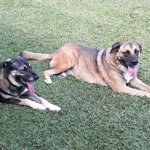 Owner of Junk and Treasures
TRUMP  GIRL  100% from Virginia. Don't  follow  foreign