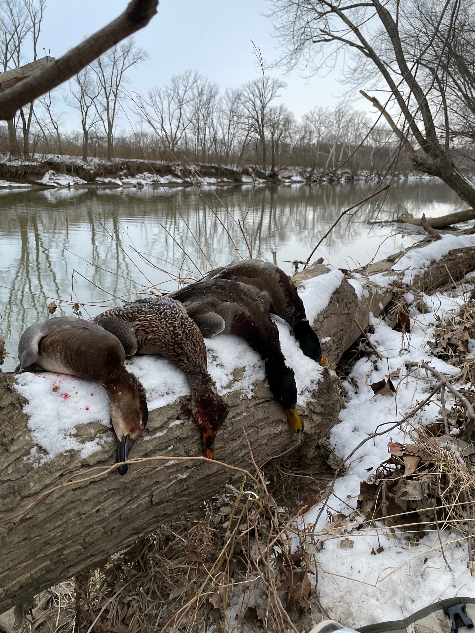Fun solo hunt this afternoon #ducks #waterfowl #ohio 

