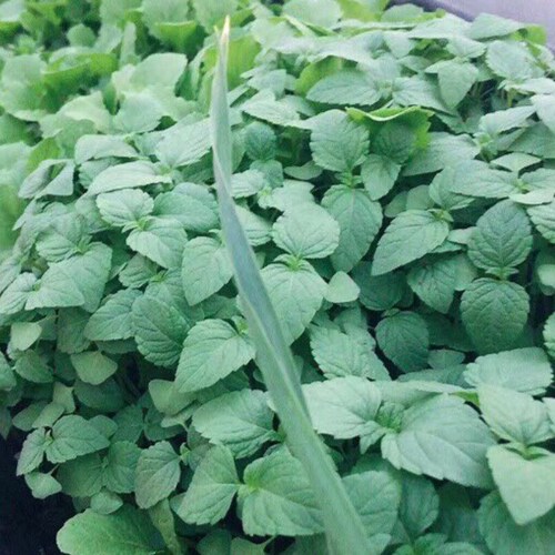 消灭CCP是正义的必须