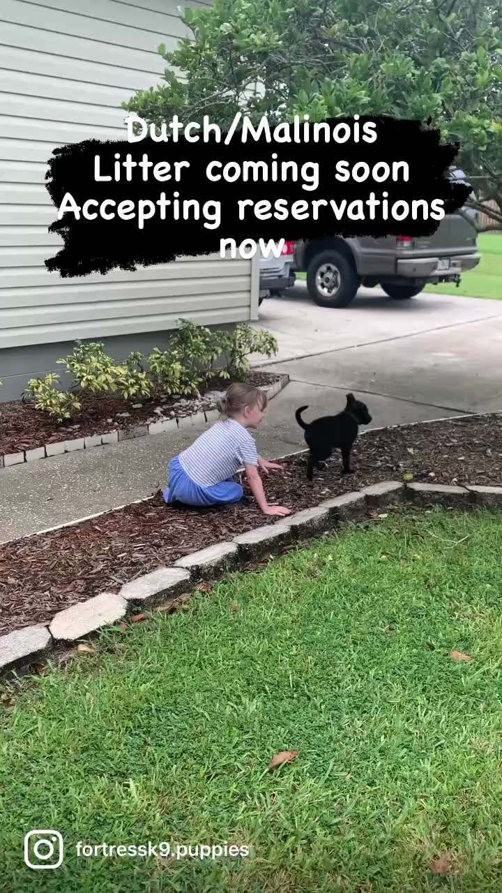 Don’t miss out on this amazing litter. 
————-
🐾 Information in bio link🐾
—————
Malinois, Dutch She...