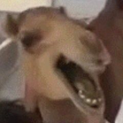 Books | Bears | Blues Brothers | Dogs | Guitar

Time is limited