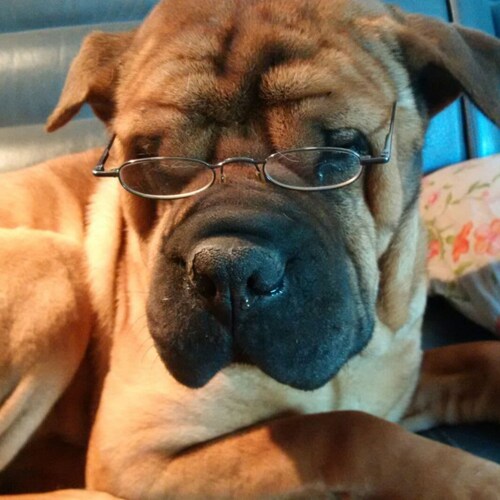 ... ... this red truck is my new favorite in the transport business ... #convoyforfreedom #redtrucks...