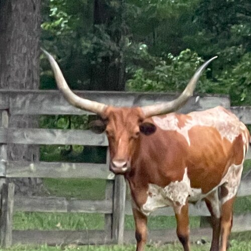 USAF Vet, Outspoken Moderate Conservative, Devoted Longhorn, Pit Boss, #MAGA #KAG2020