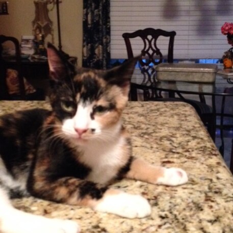 Aging Deadhead; conservative, librarian, and cat parent.  Preferred pronoun:  Her Highness