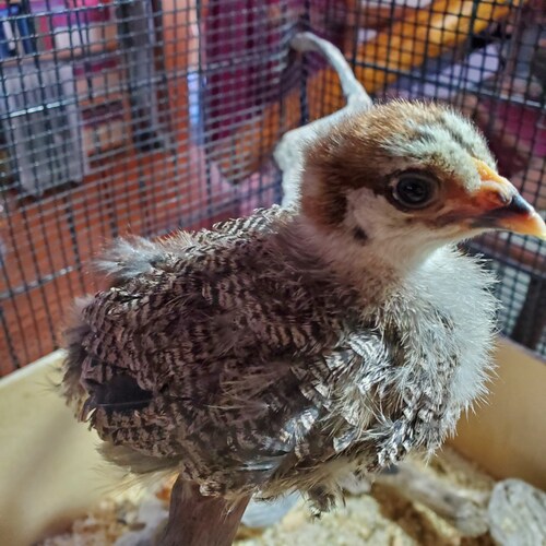 Homesteader, Painter, table top wargamer, hiker, mountain biker, Just a guy doing a little bit of everything.